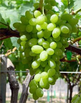 Uva Centennial Seedless