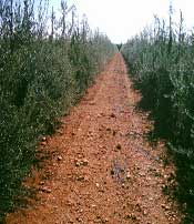 Plantación de Olivo