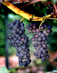 Uva Petit Verdot