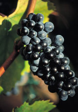 Uva Pinot Noir