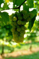 Uva Chardonnay