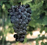 Uva Garnacha tinta