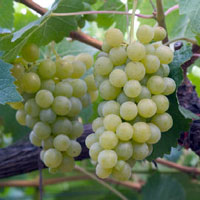 Uva Riesling