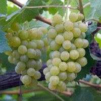 Uva Semillon