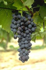 Uva Syrah