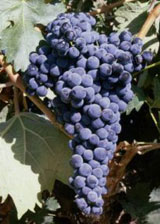 Tempranillo